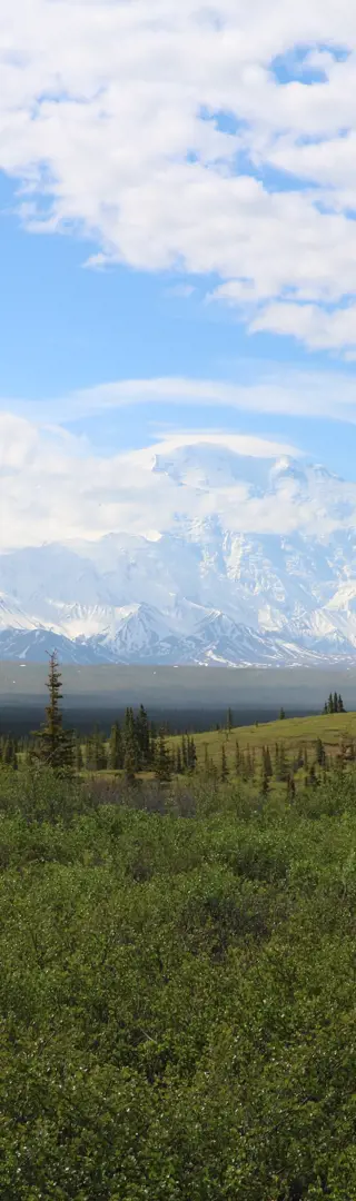 Im Denali-Nationalpark